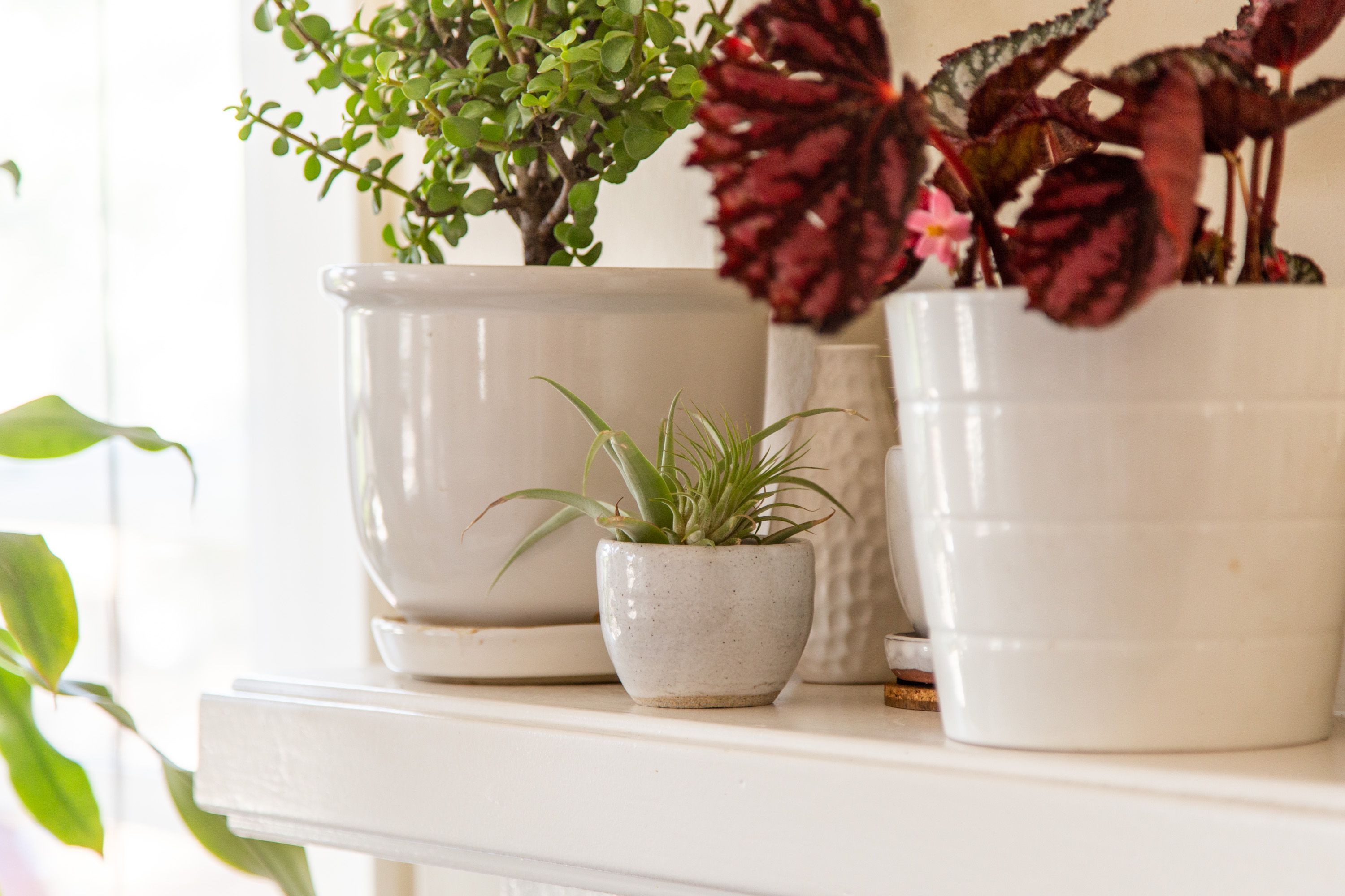 The Power Of Plants: Top Indoor Plants For Home Decor And Wellbeing