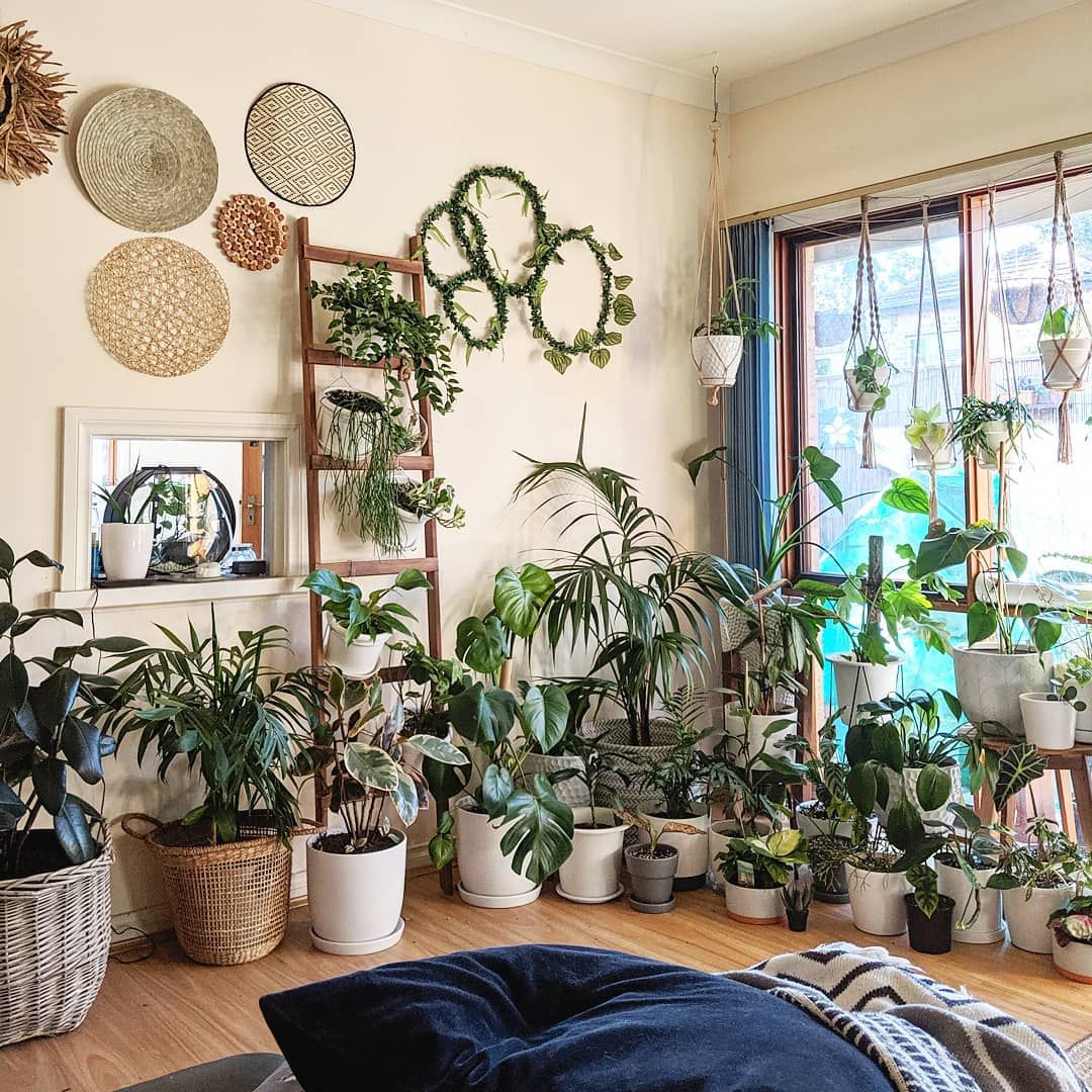 The Power Of Plants: Top Indoor Plants For Home Decor And Wellbeing