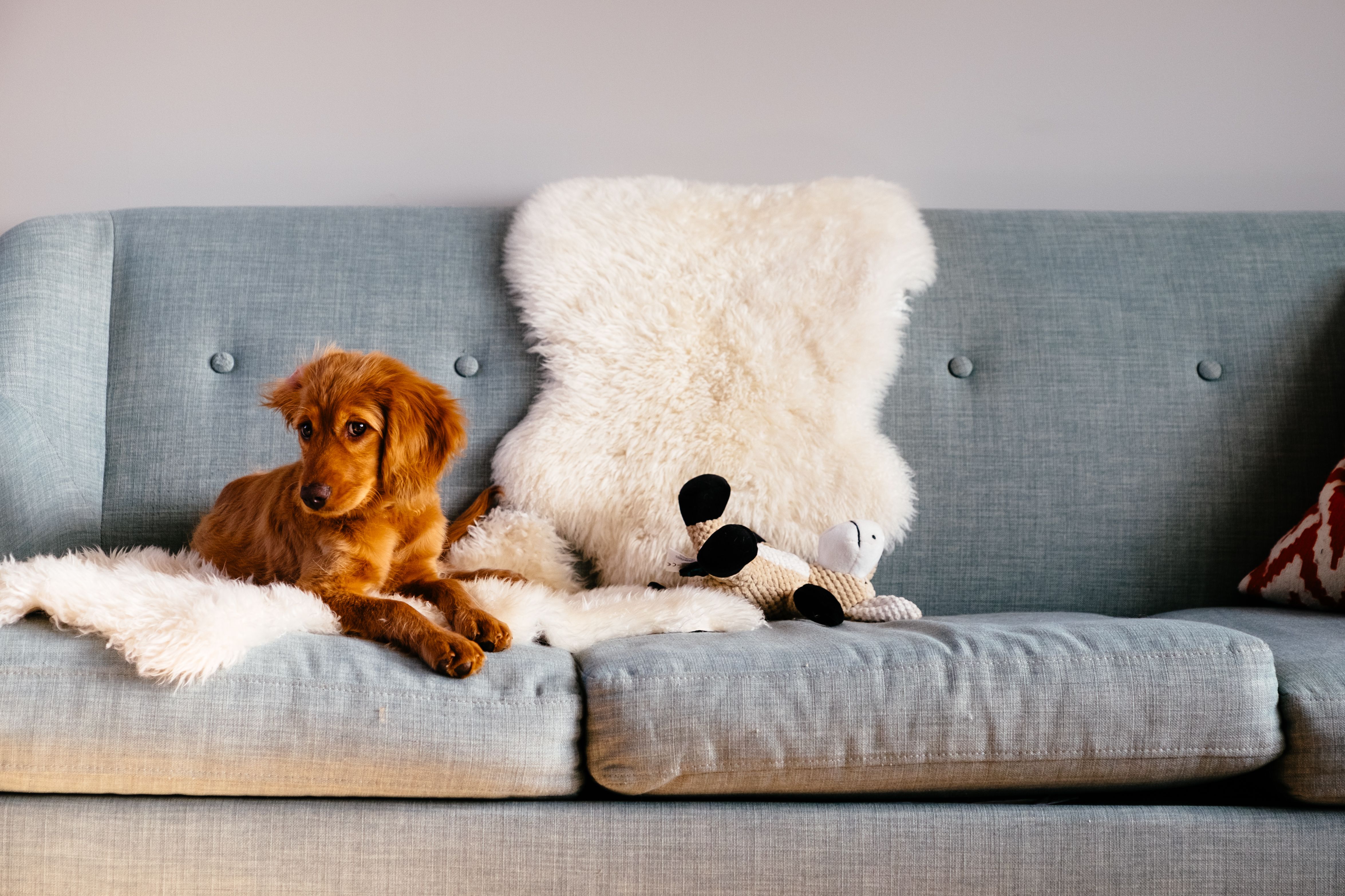 Choosing Pet friendly Furniture Options