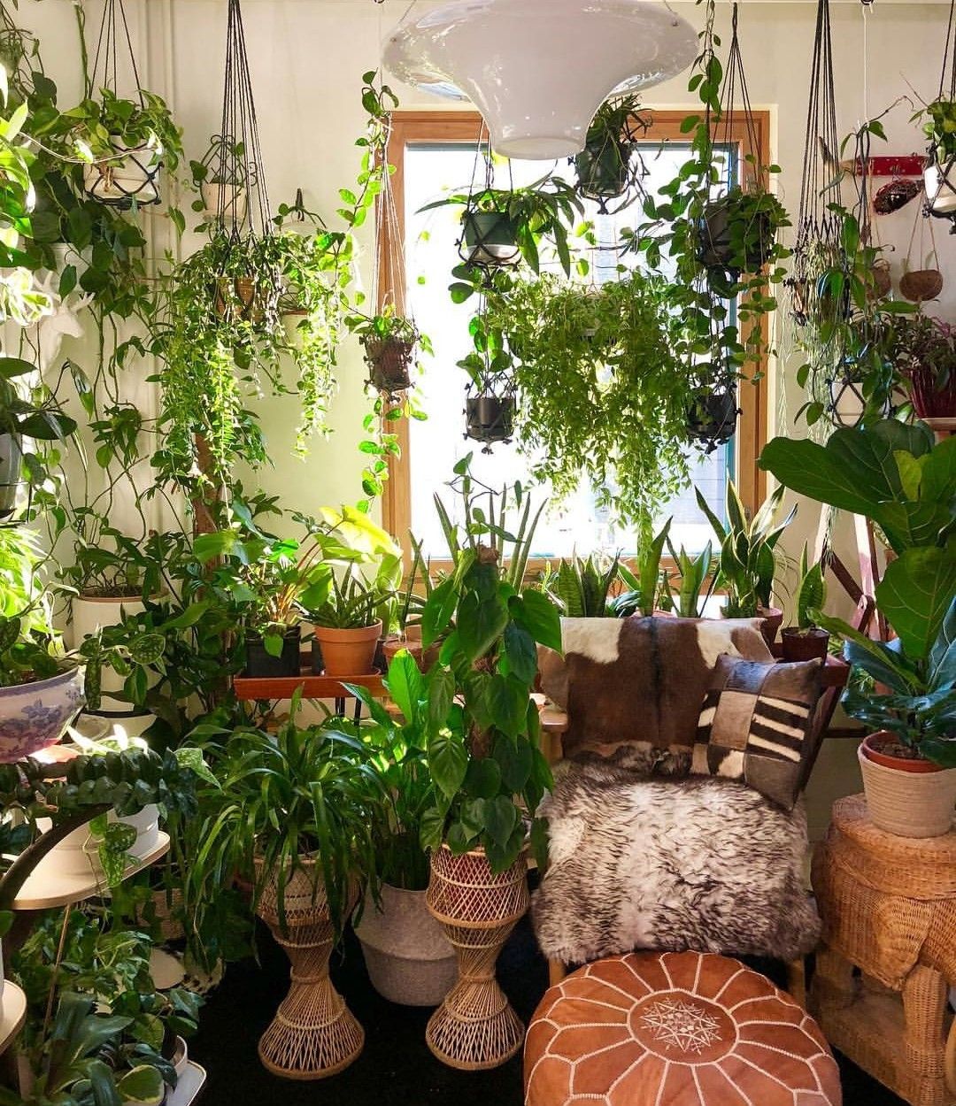 12 Indoor Plants For A Vibrant Home Decor