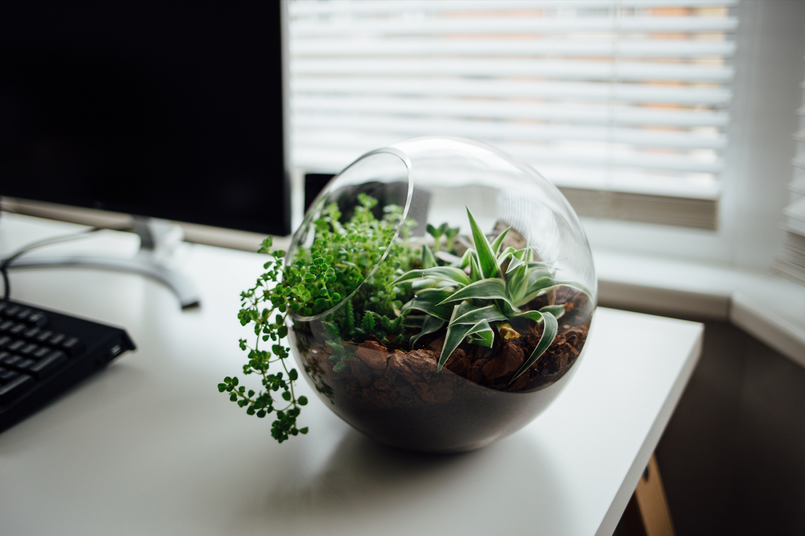 What Are The Best Plants For A Home Office? Top 10 Recommendations